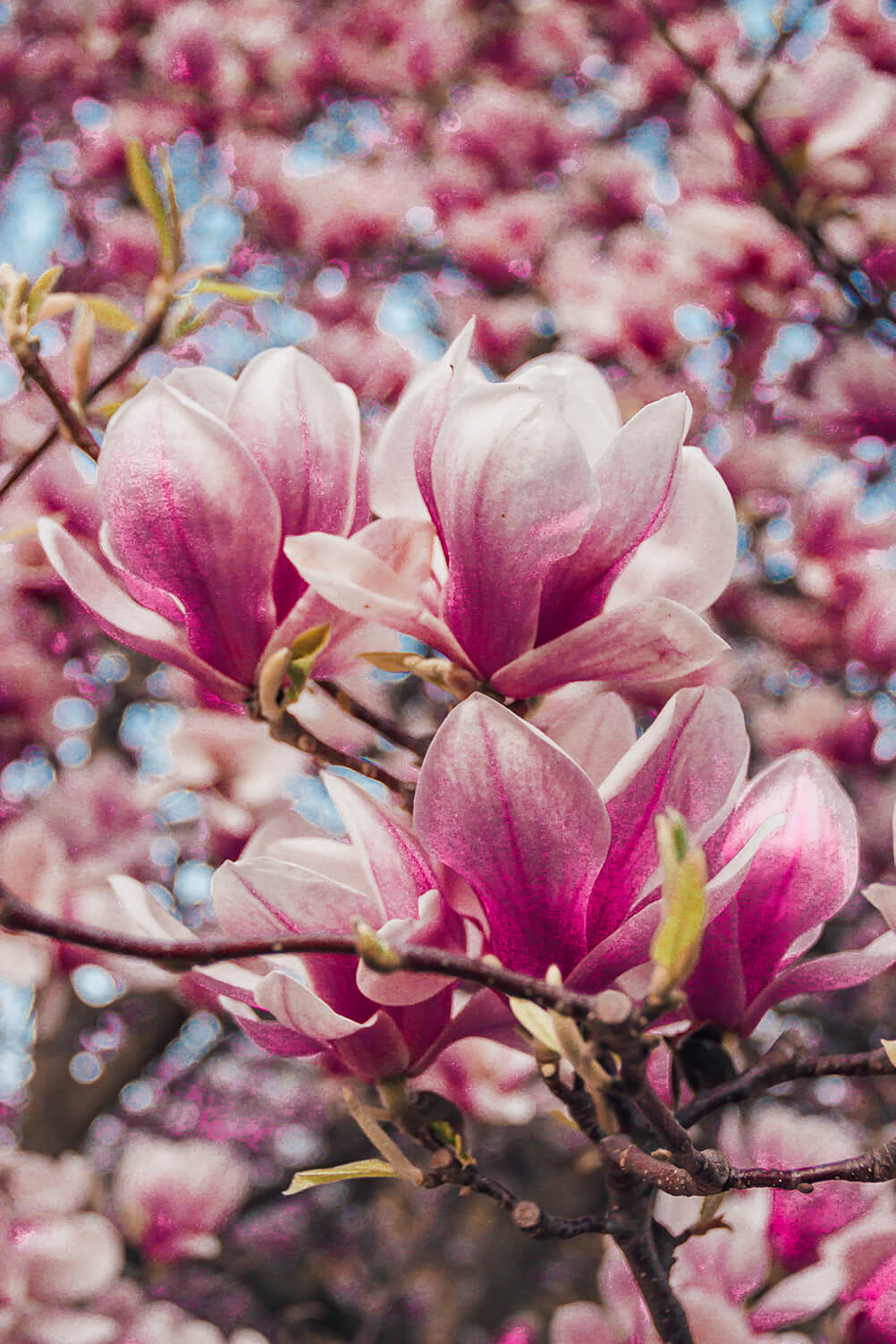 Top Cherry Blossoms Spots in Prague - The Travelling Frenchy