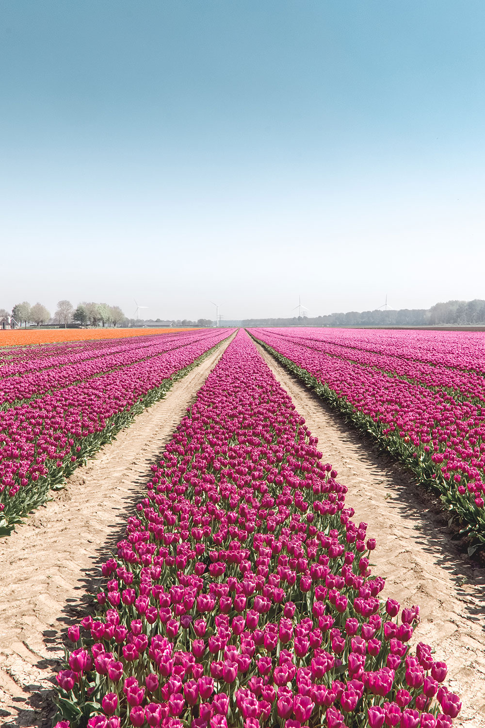 Where to See Tulips Near Amsterdam - The Travelling Frenchy