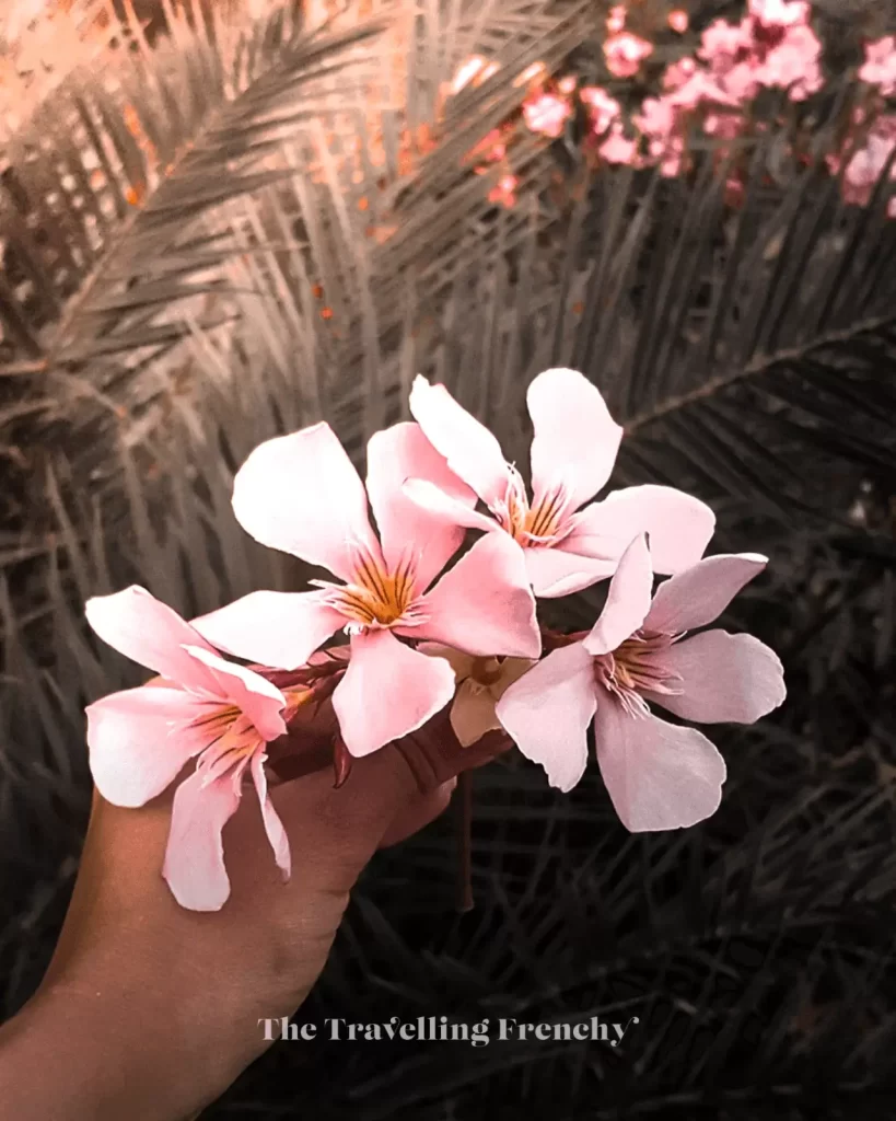 Corsican flowers