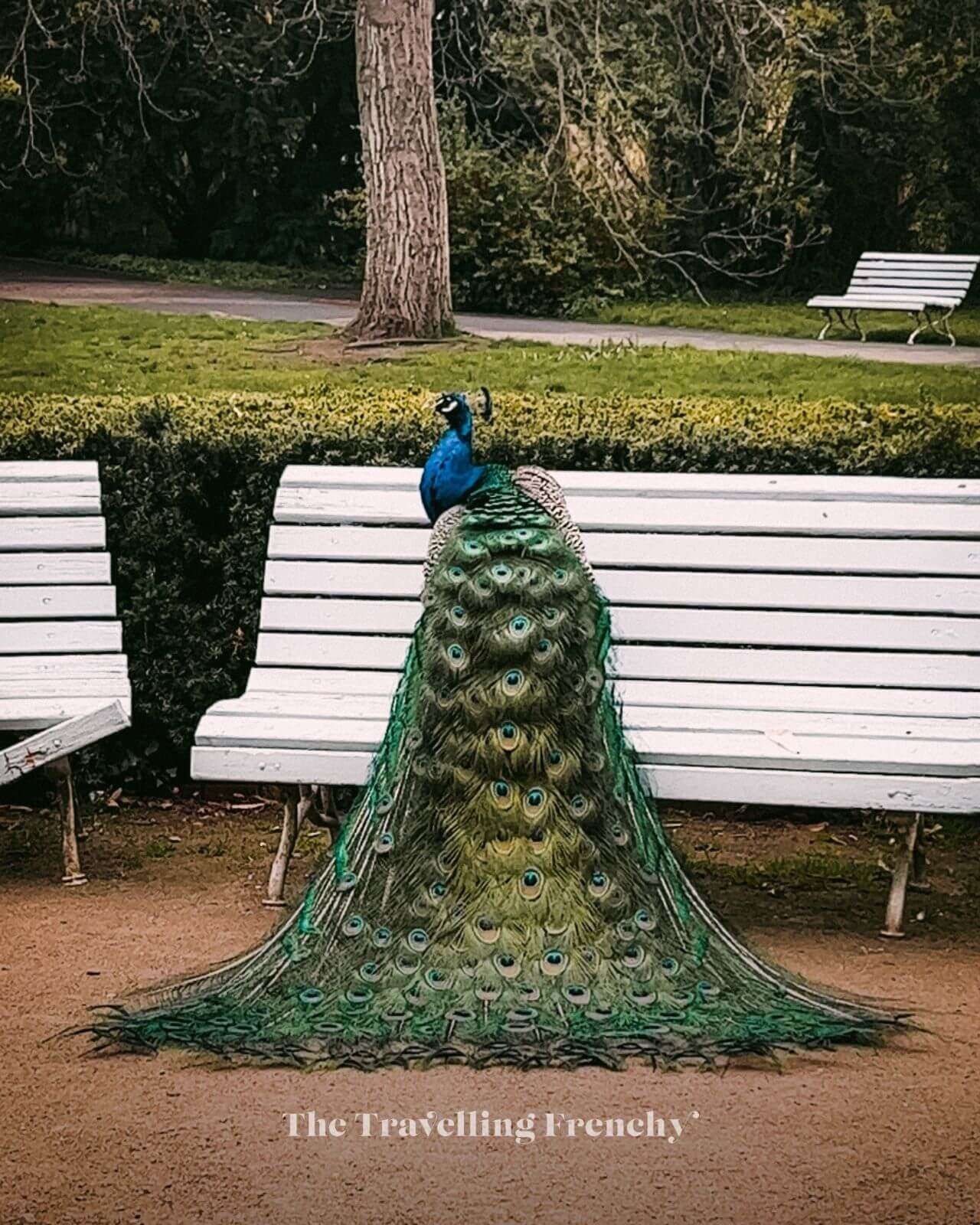 Peacock at Vojan Garden, Prague