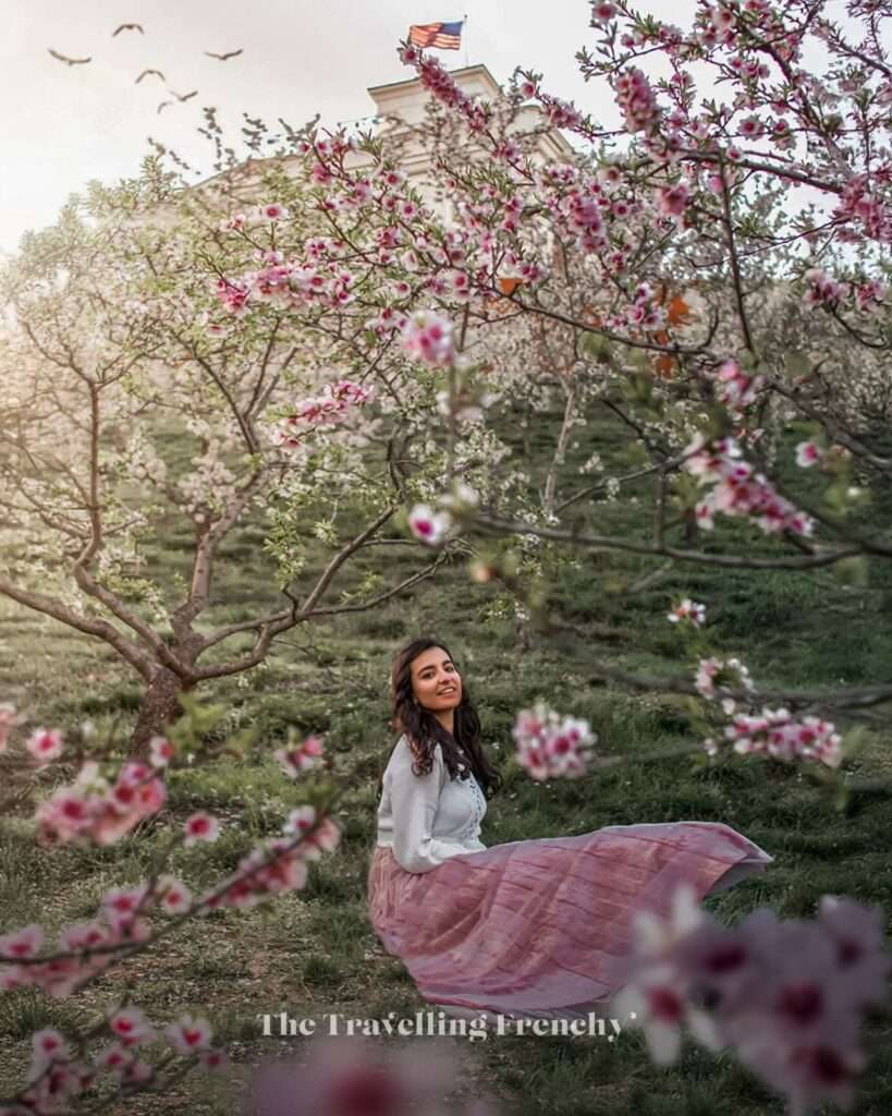 Almond blossoms at Petřín Hill in Prague during Spring