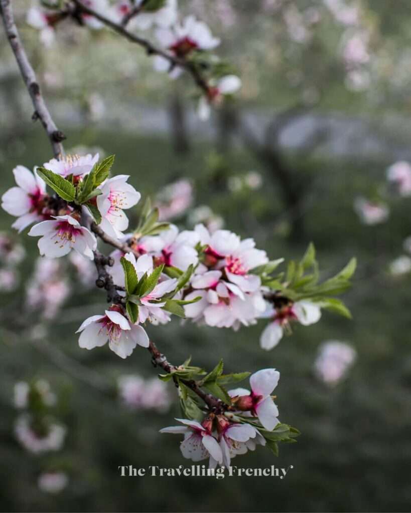 Almond blossoms at Petřín Hill in Prague during Spring