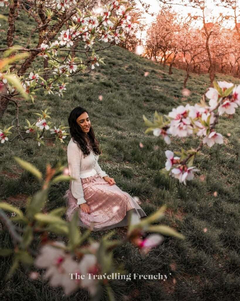 Almond blossoms at Petřín Hill in Prague during Spring