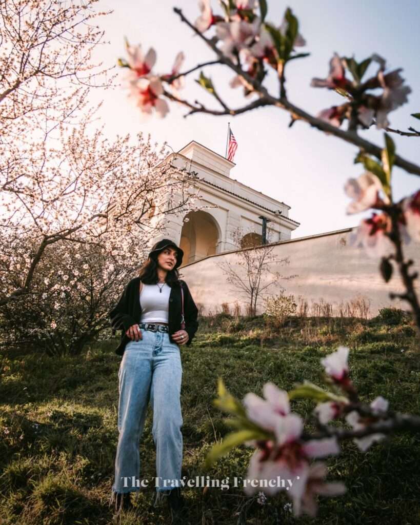 Almond blossoms at Petřín Hill in Prague during Spring