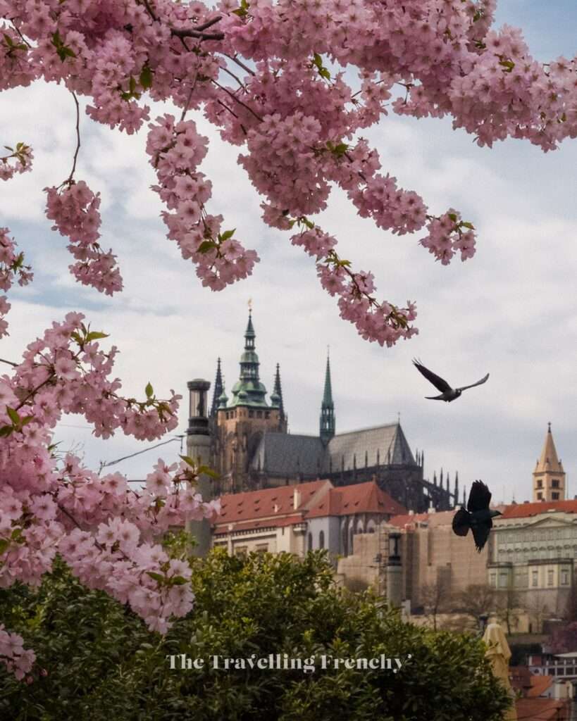 Alšovo Nábřeží in Prague during Spring