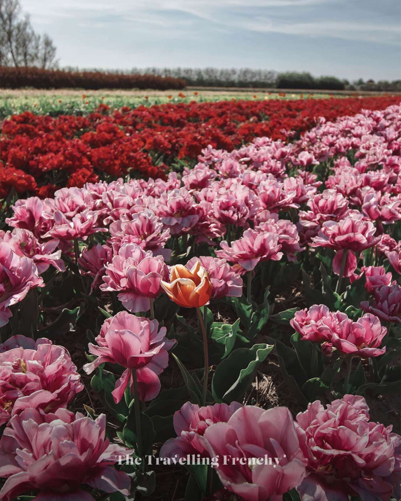 Annemieke's Picking Garden, Netherlands Tulip Fields