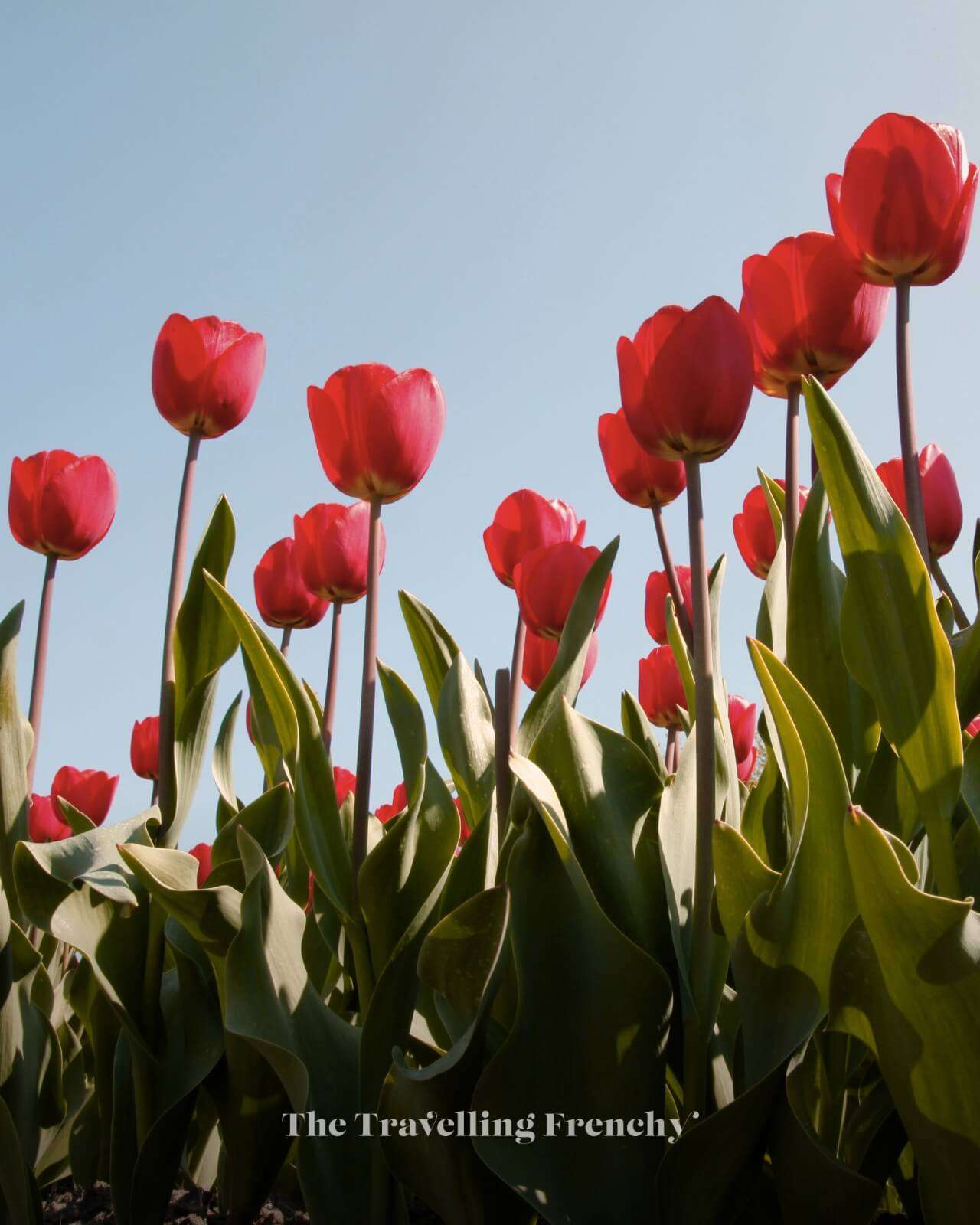 Annemieke's Picking Garden, Netherlands Tulip Fields
