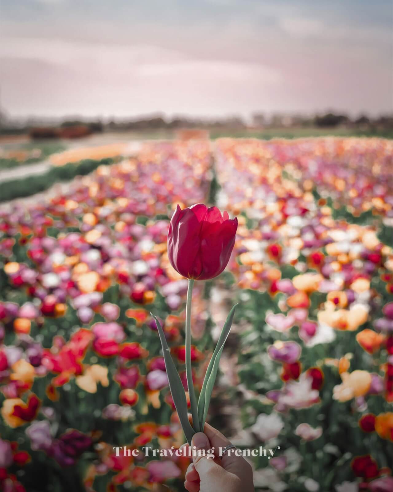 Annemieke's Picking Garden, Netherlands Tulip Fields