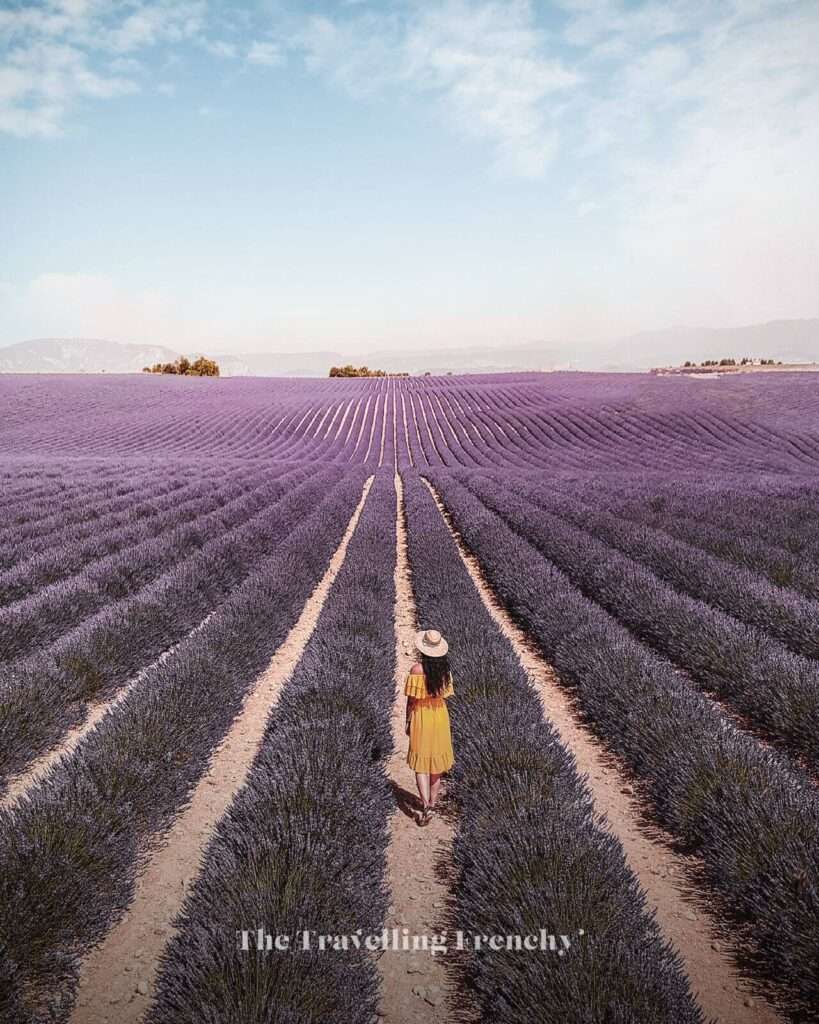 Drone shot of a lavender field in Valensole, South of France