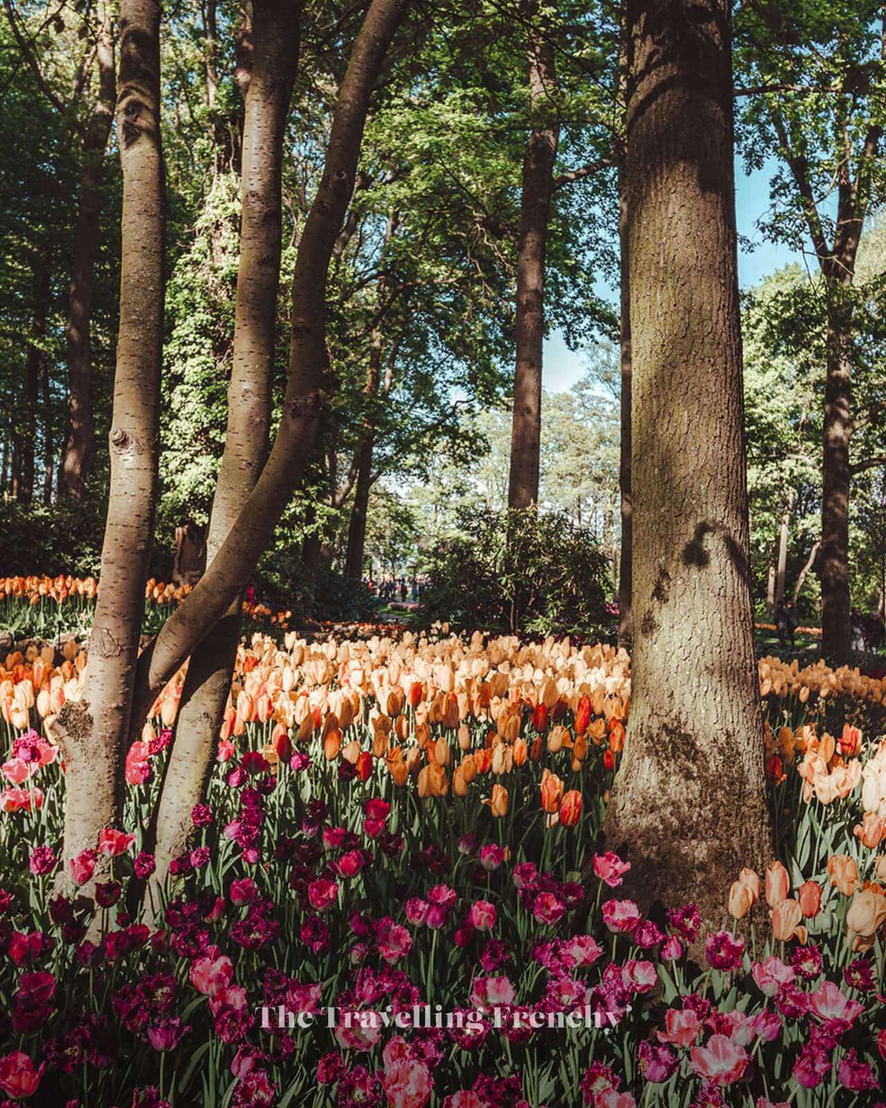 Keukenhof Gardens