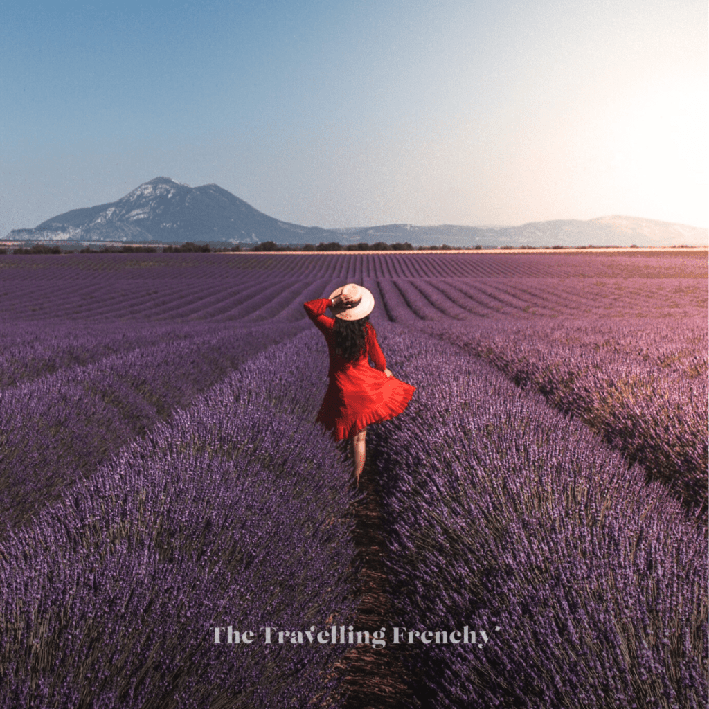 Lavender field in Valensole, South of France
