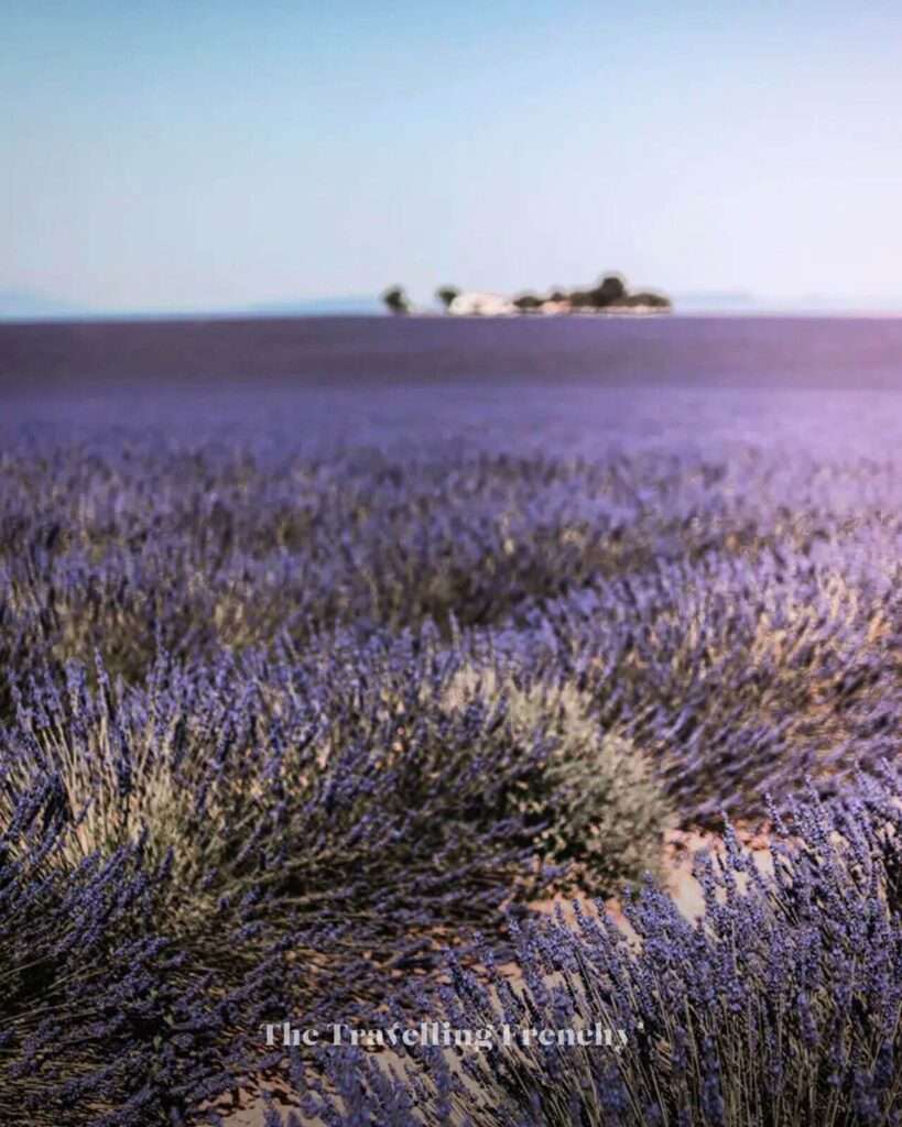 Lavender field in Valensole, South of France