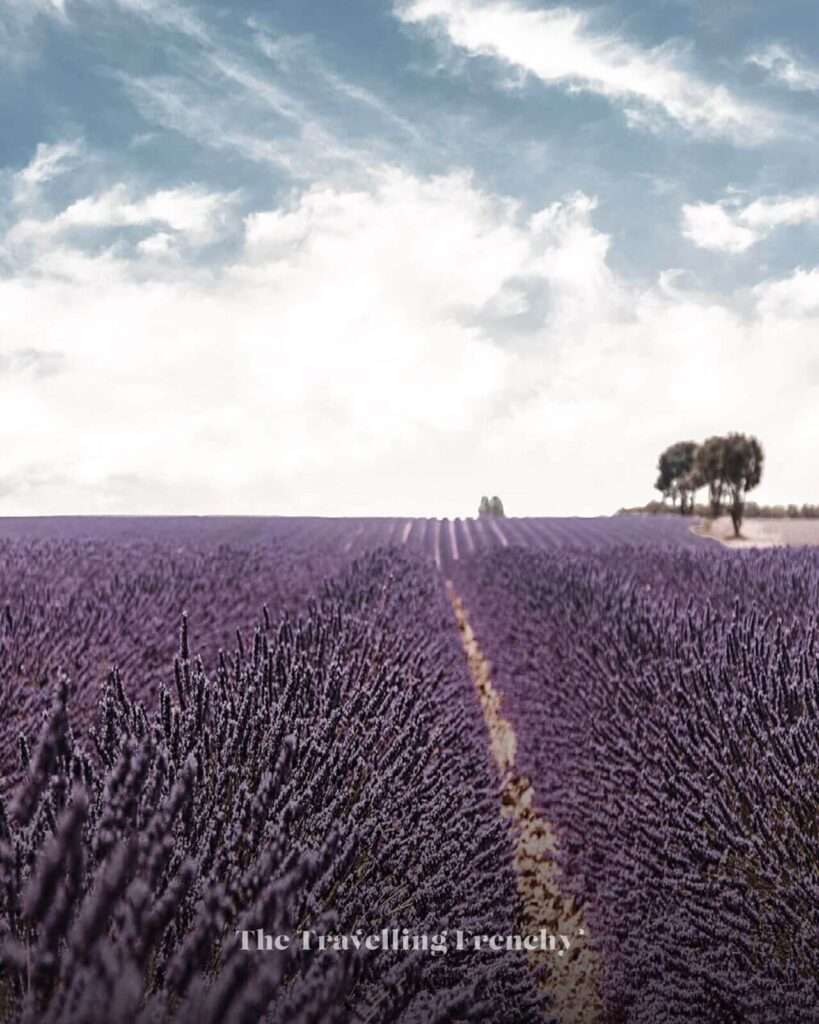 Lavender field in Valensole, South of France