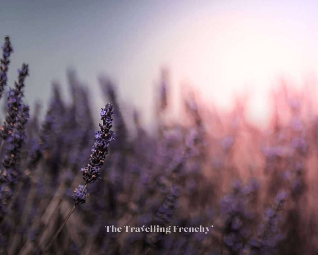 Lavender field in Valensole, South of France
