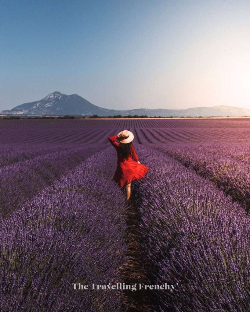 Lavender field in Valensole, South of France