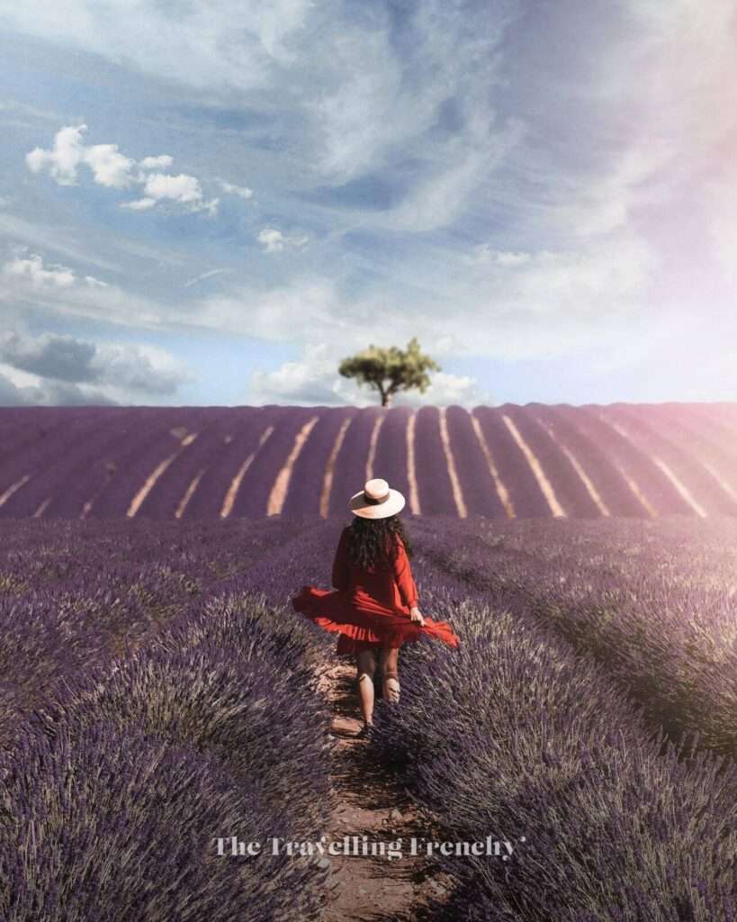 Lavender field in Valensole, South of France