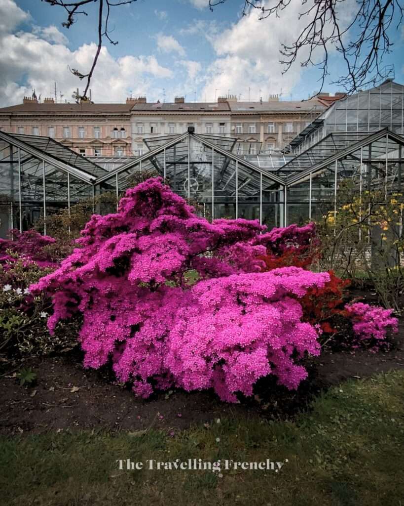 Prague Charles University’s Botanical Garden
