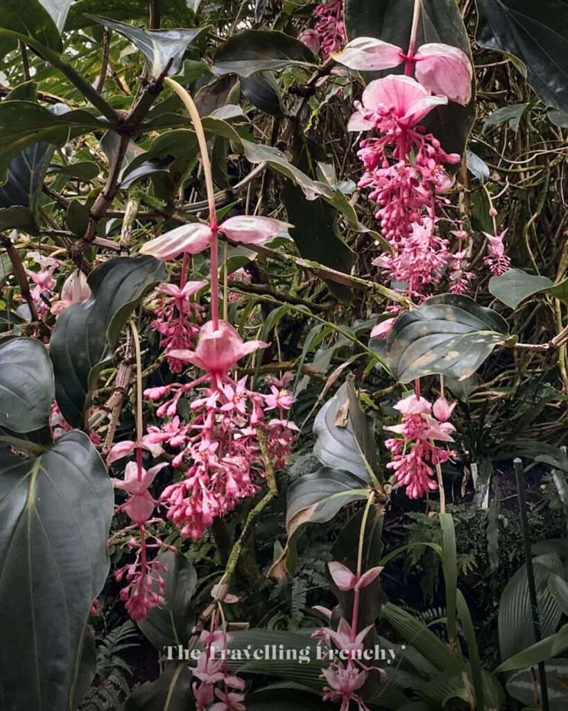 Prague's Botanical Garden