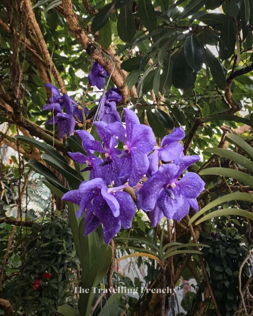 Prague's Botanical Garden