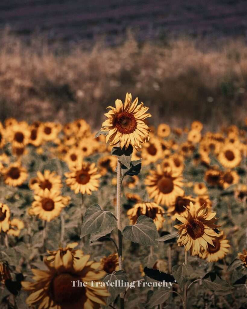 Sunflower and lavender fields in Valensole, South of France