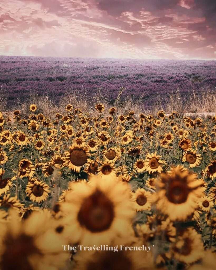Sunflower and lavender fields in Valensole, South of France