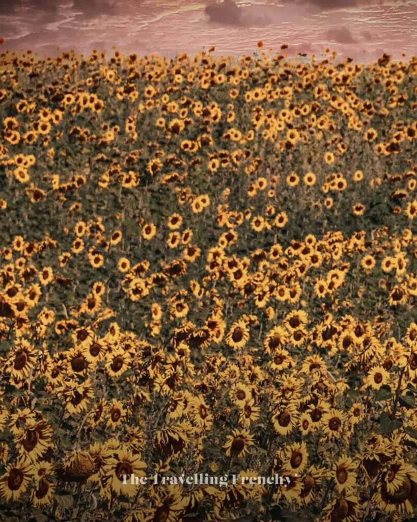Sunflower fields in Valensole, South of France