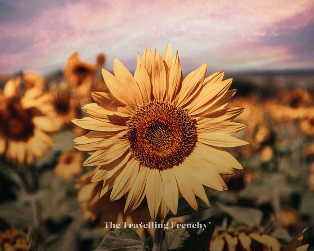 Sunflower in Valensole, South of France during sunset