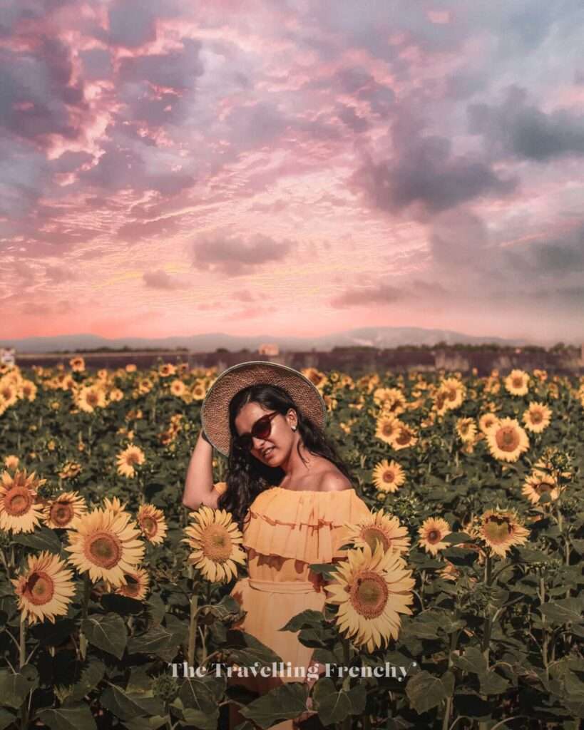 Sunset and lavender field in Valensole, South of France