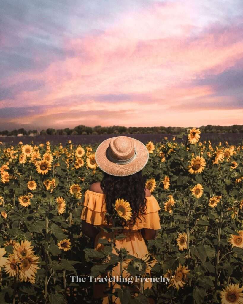 Sunset and sunflower field in Valensole, South of France