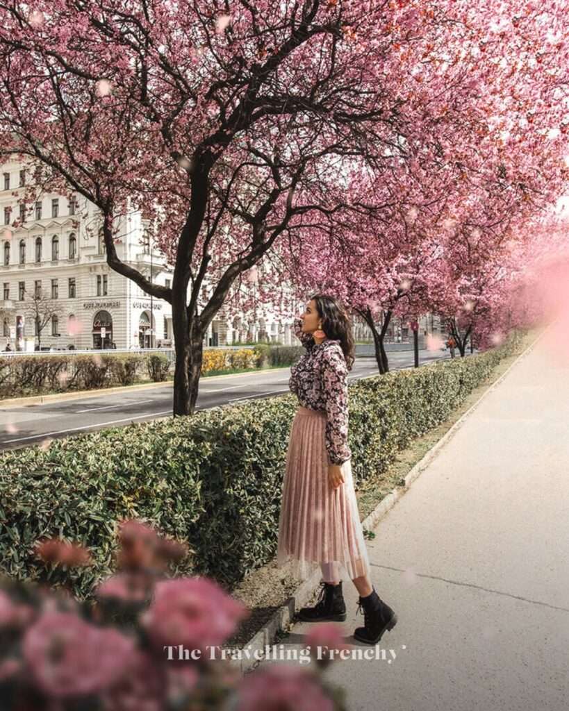 Spring blooms in Vienna