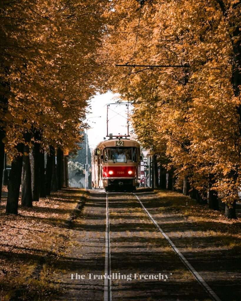 Tree Arch in Hradčany during Autumn, Prague