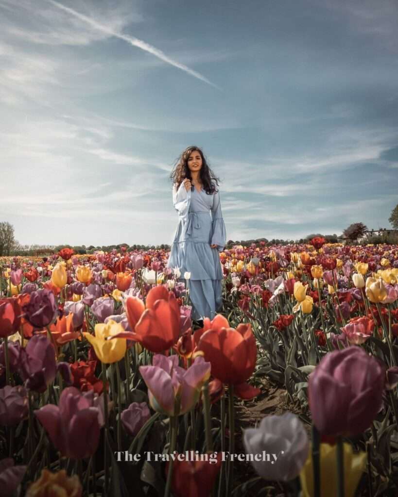 Tulip Fields near Amsterdam