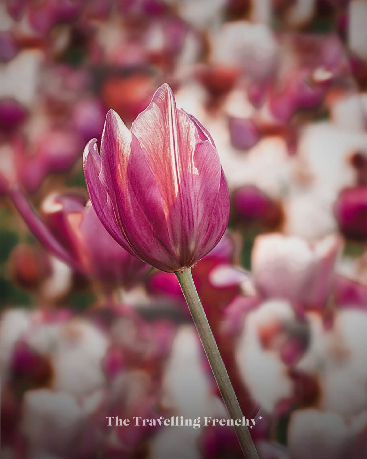 Tulip Route in Flevoland