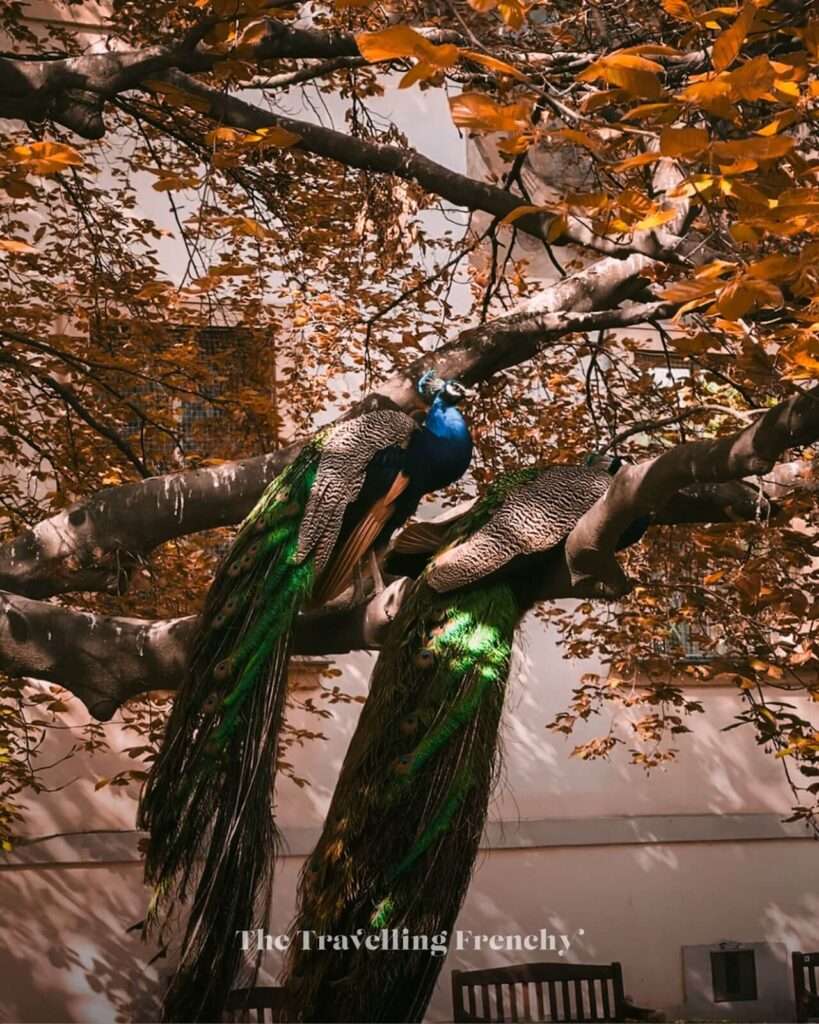 Vojan Garden's peacocks in Prague during Fall