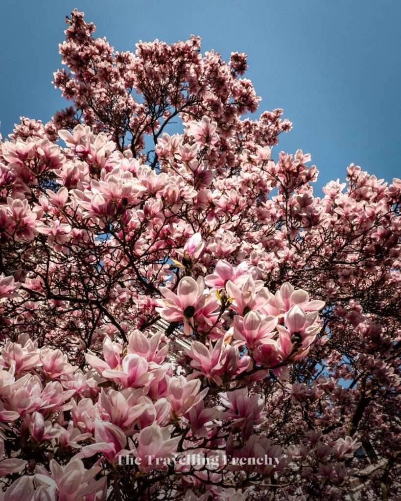 Vojan Garden Prague during Spring