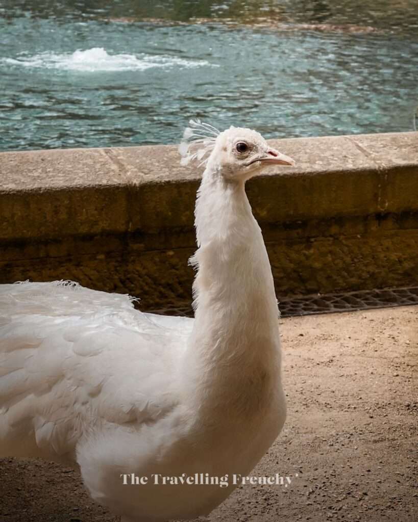 White peacock at Wallenstein Garden in Prague