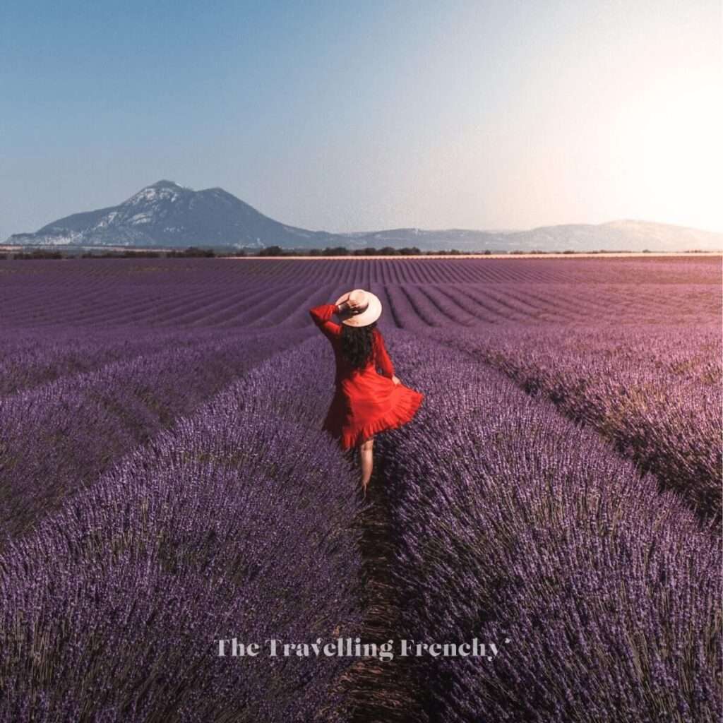 Lavender field in Valensole, South of France